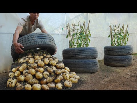 Видео: Как жаль, если вы не знаете об этом способе выращивания картофеля в покрышках.Крупные, много клубней