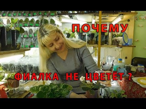 Видео: 🌱ПОЧЕМУ ФИАЛКА НЕ ЦВЕТЕТ !!! Как заставить фиалочку цвести букетно? 🌱