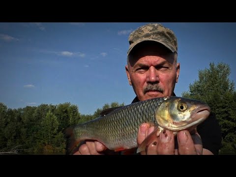 Видео: Голавль на отводной поводок.  Всё-таки я добрался до этого места р. Илек  г Актобе 2024г