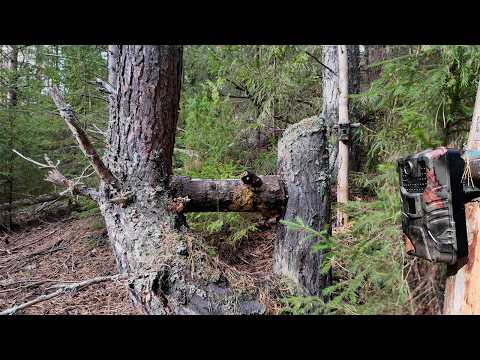 Видео: Что будет, если оставить СОЛЬ в глухом лесу? Фотоловушка снимала 2 МЕСЯЦА!