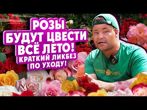 Видео: РОЗЫ БУДУТ ЦВЕСТИ ВСЁ ЛЕТО! Краткий ликбез по уходу!