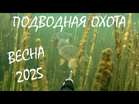 Видео: ПОДВОДНАЯ ОХОТА! ВЕСНА 2025! ЛУЧШИЕ МОМЕНТЫ!