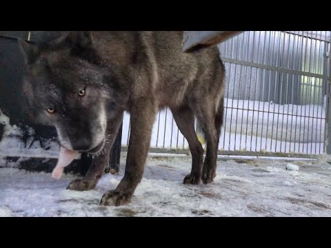 Видео: Волк съел курицу за 1:30 минуты