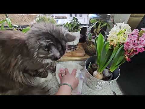 Видео: Комнатные растения БОЛЬШАЯ ПЕРЕСАДКА #top #plants #flowers #обзор #nature #garden #