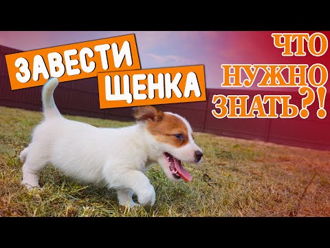 Видео: ЗАВЕСТИ ЩЕНКА! ЧТО НУЖНО ЗНАТЬ?!!! Стартовый набор для заведения собаки.