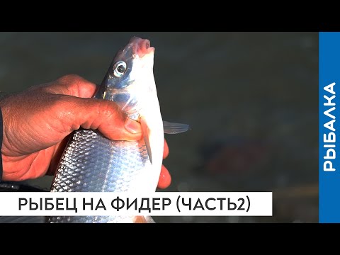 Видео: Рыбец на фидер. Часть 2. Ураганный ветер и сильное течение.