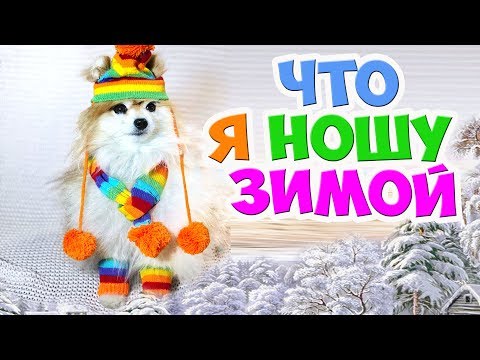 Видео: ЗИМНИЕ ВЕЩИ МОЕЙ СОБАКИ |ОДЕЖДА ШПИЦА