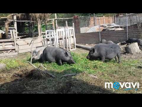 Видео: вєтнамські свині 3 роки як почав
