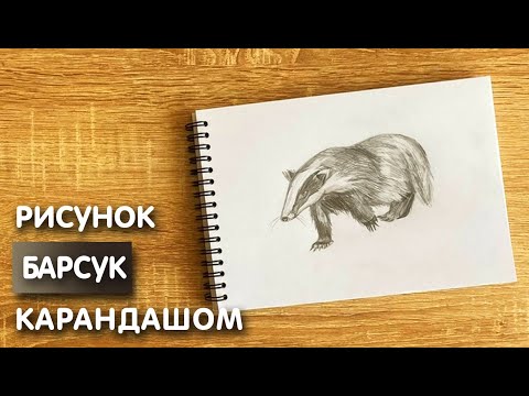 Видео: Как нарисовать барсука карандашом | Рисунок для начинающих поэтапно