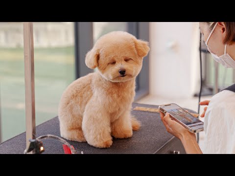 Видео: Тихо щелкни! Собака спит.