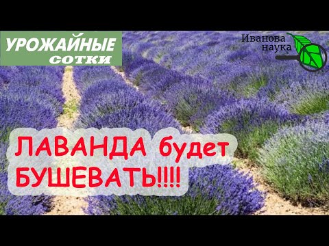 Видео: СДЕЛАЙТЕ ТАК чтобы ЛАВАНДА БУШЕВАЛА! Уход за лавандой и аптекарским огородом!