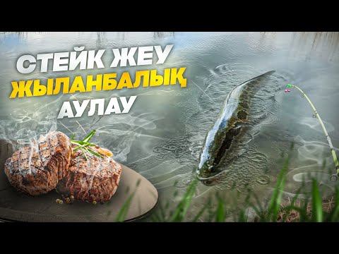 Видео: КӨКТЕМГІ ЖЫЛАНБАЛЫҚ АУЛАУ. Сиыр етінен СТЕЙК!