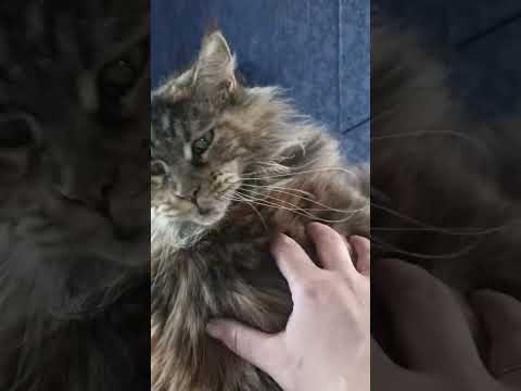 Видео: Субботник в Лапкином доме #волонтерство #лапкин дом #ищудом