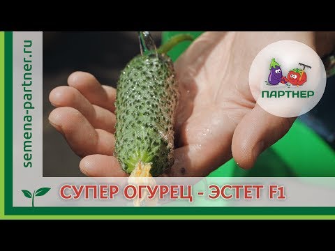 Видео: Суперогурец ЭСТЕТ F1