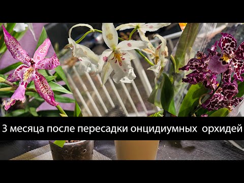 Видео: Что случилось с онцидиумами после пересадки? Как правильно пересаживать онцидиумы (камбрии)?