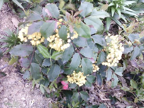 Видео: Магония подуболистная - пересадка взрослого куста. Отводки.