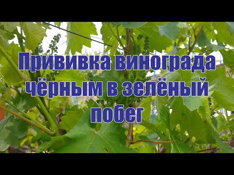 Видео: Прививка винограда чёрным в зелёный побег
