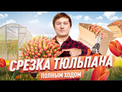 Видео: Тюльпаны . Продажа . Срезка полным .Как упаковать  и хранить .
