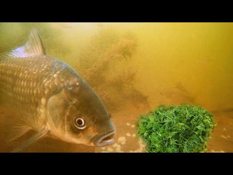 Видео: Запаренная Перловка с Укропом! Реакция рыбы! Подводная съемка