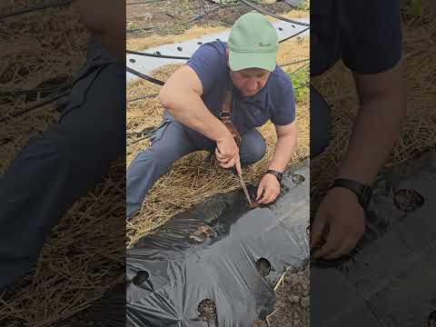 Видео: Сжаем фриго правильно,  без выпадов.