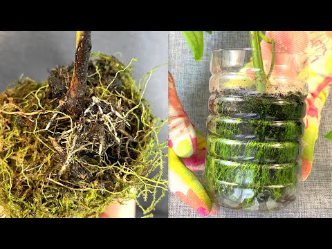 Видео: Удивительно ПРОСТО выращивать ЧЕРЕНКИ РОЗ!