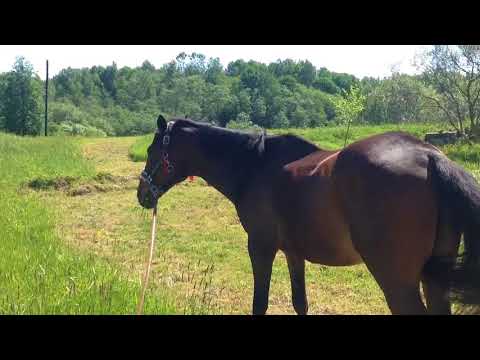 Видео: Лас Вегас/знакомство