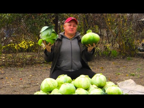 Видео: РУБЛЮ КАПУСТУ 🥬