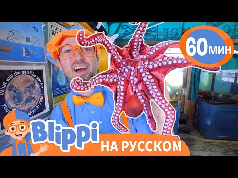 Видео: Подводный МИР с Блиппи | Изучай этот мир вместе с Блиппи | Blippi Russian