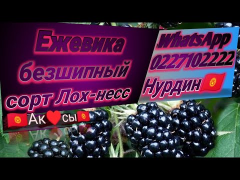 Видео: #ежевика #лох-несс #Аксы #малина #ежемалина #Дыйкандар ватсапп +996227102222 Нурдин