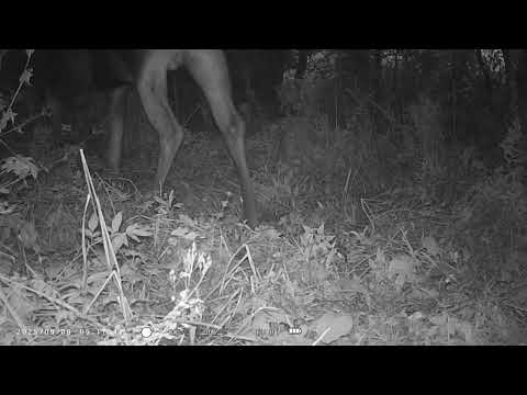 Видео: Кто это может быть?  / Кадры с фотоловушки / С Эльфом в деревне