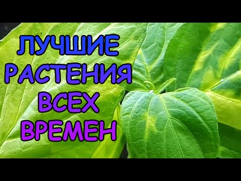 Видео: ЛУЧШИЕ РАСТЕНИЯ ВСЕХ ВРЕМЕН