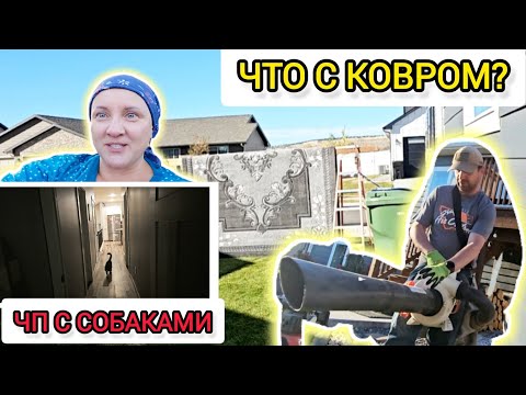 Видео: ЧП с собаками и ковром. Выходные, в которые решили ничего не делать.