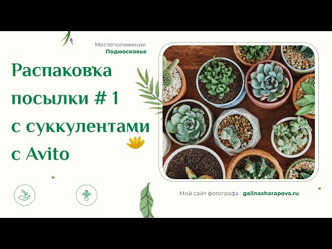 Видео: Распаковка посылки #1 с суккулентами от коллекционера с Авито