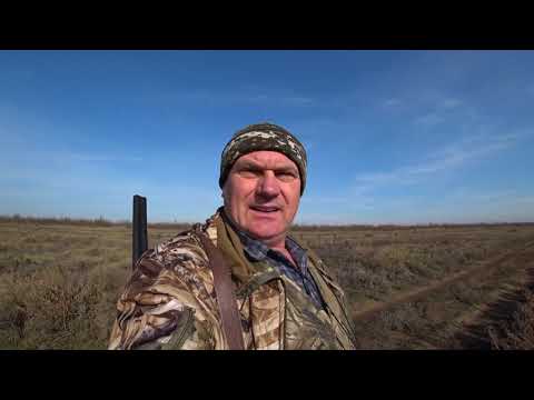 Видео: Охота на зайца от первого лица.  Открытие 2021. Hare hunting in the first person .