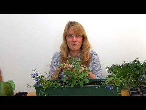 Видео: Балконная композиция из светолюбивых растений. Вариант 2.