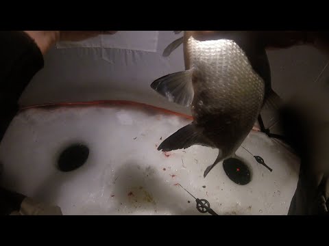 Видео: НОЧЬ в палатке на льду! Ждём леща!