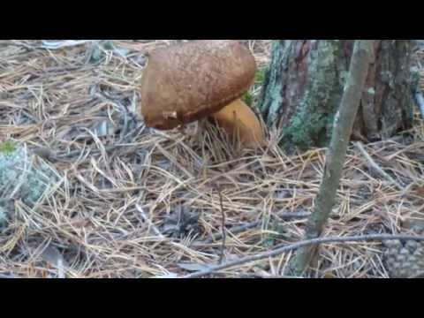 Видео: Волчно- Бурлинский бор. Крутихинский р- он Алтайский край.