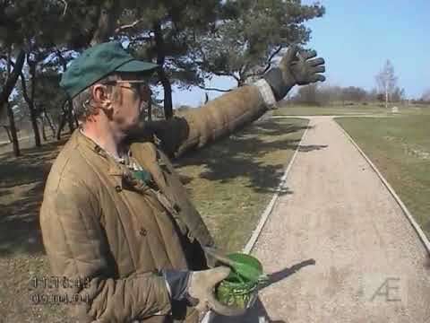 Видео: Рассказ рабочего немецкого захоронения в Балтийске в 2004 году