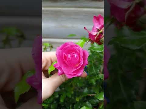 Видео: Ґрунтопокривні троянди 🥀 @flora_mart