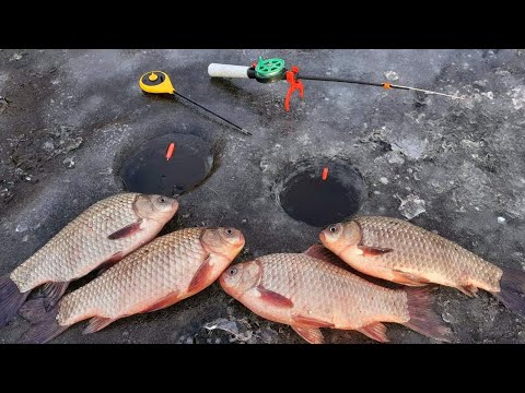 Видео: ДАЖЕ ПОПЛАВОК УСТАЛ таскать КРУПНОГО КАРАСЯ! ловля карася на поплавок зимой  зимняя рыбалка 2022