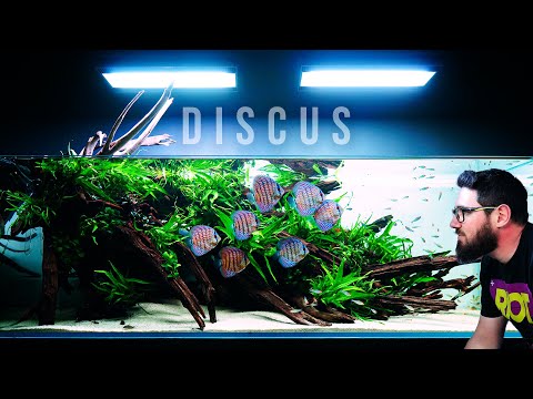 Видео: Замечательный аквариум с растениями, дискусами и множеством зелени