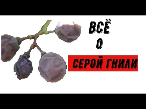 Видео: Серая гниль. Причины, методы борьбы.