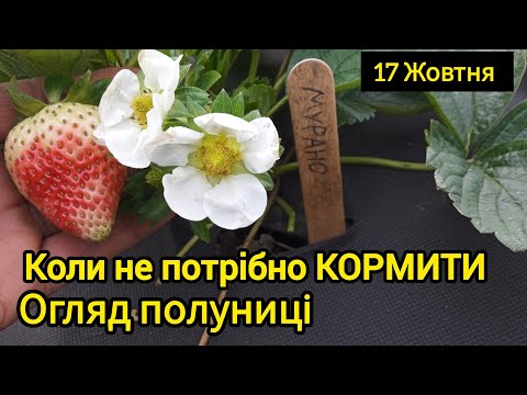 Видео: Коли перестаємо кормити полуницю 