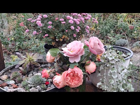 Видео: Троянди ще квітнуть 😄 Моє запаркання