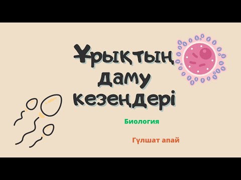 Видео: Ұрықтың даму кезеңдері