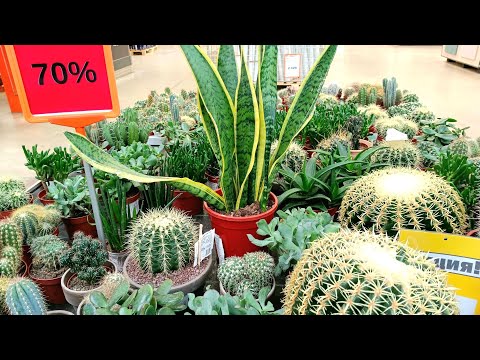 Видео: 🍃🪴Оби‼️Распродажа Цветов‼️Скидки -50% -70%🙈Бегом в Магазин🍃🌿🍃