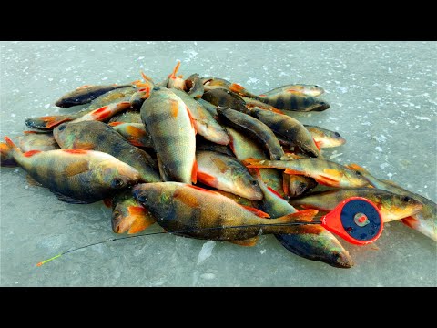 Видео: ЛЁД ТРЕЩИТ, А Я ОТРЫВАЮСЬ НА БЕЗМОТЫЛКУ. РЫБАЛКА ПО ПЕРВОМУ ЛЬДУ