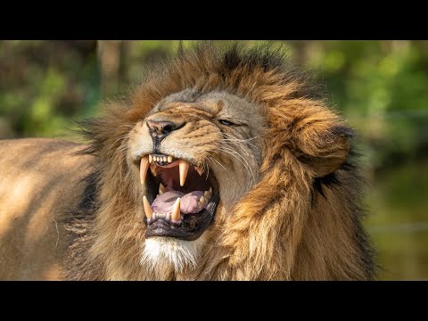 Видео: Поза Льва - как и для чего выполнять