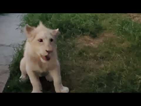 Видео: Вы хотите знать ГДЕ СЕЙЧАС тигрёнок Персик-друг орангутанг Даны? СМОТРИМ!