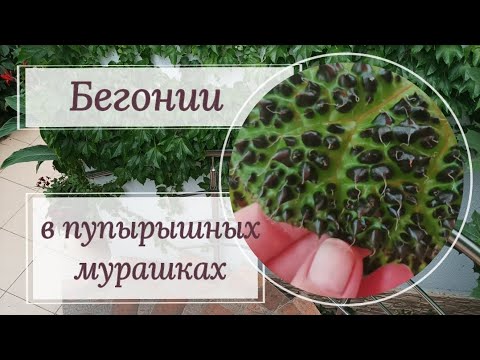 Видео: Бегонии в пупырышных мурашках. С названиями и таймкодами в описании. 😉